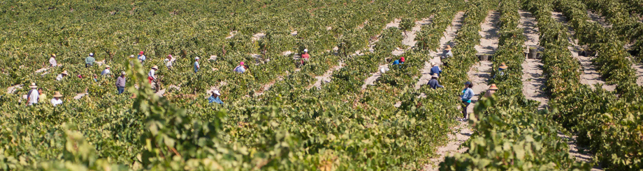 Carvajal Wines