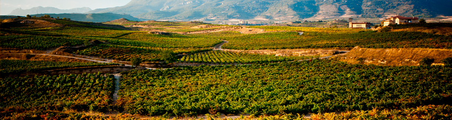 Bodegas Luis Cañas
