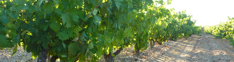 Bodegas Santiago Arroyo