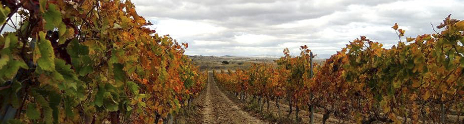 Bodega Inurrieta