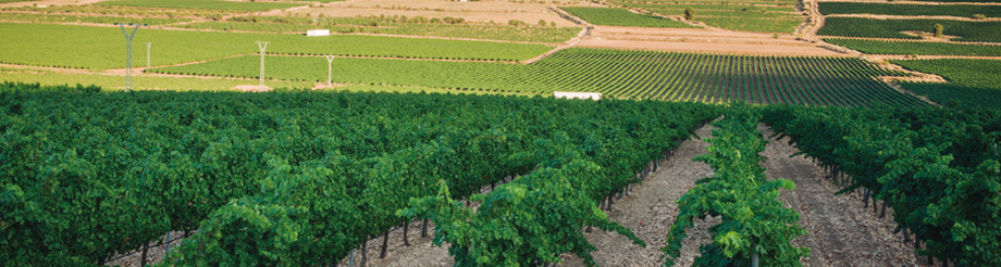 Bodegas Carchelo