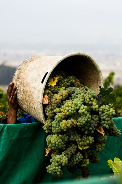 Imbuko Wines