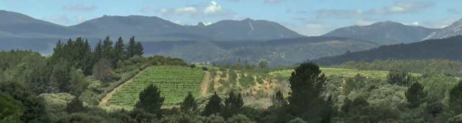 Vinos La Zorra