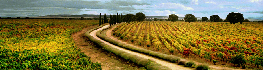 Pagos de Familia Marqués de Griñón