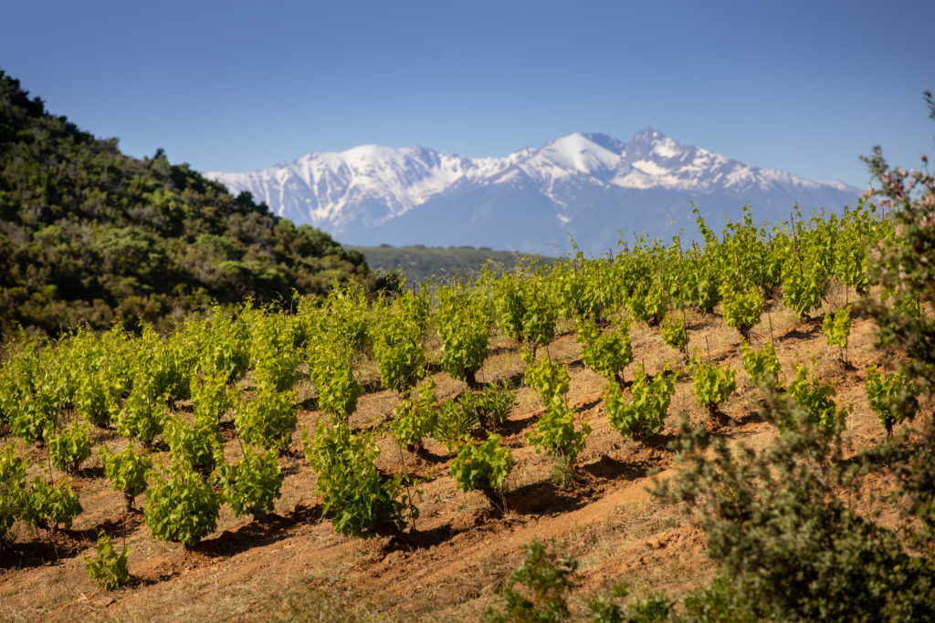 Domaine Mas Janeil