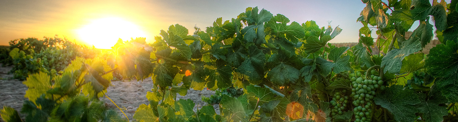 Ossian Vides y Vinos