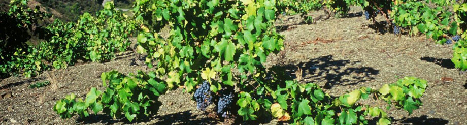 Celler Vall Llach