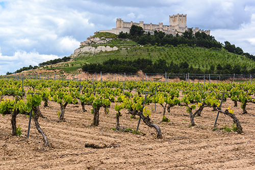 Ribera del Duero